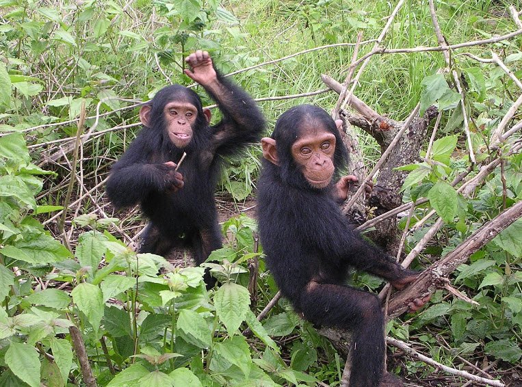 Tchimpounga Chimpanzee Sanctuary, Near Pointe-Noire, DR Congo